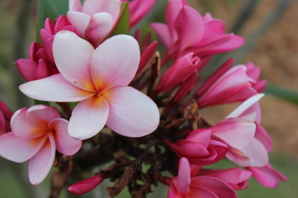 Hotel Boutique Frangipani Brotas Extérieur photo Plumeria rubra